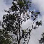 18 1 Homalium paniculatum Corce blanc Salicacee DSC00062.jpg