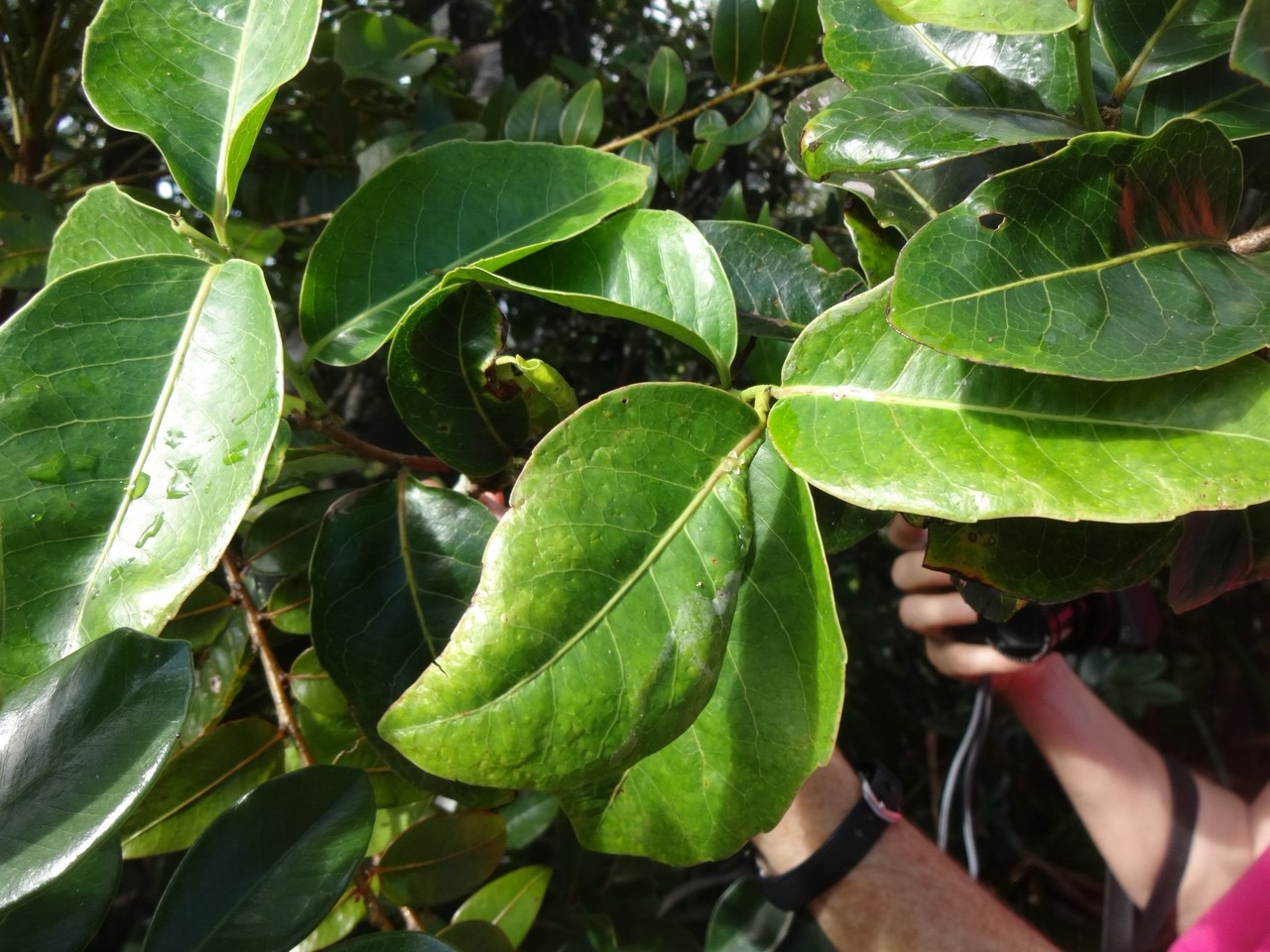 18 3 Homalium paniculatum Corce blanc Salicacee DSC09984.jpg