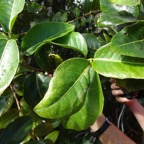 18 3 Homalium paniculatum Corce blanc Salicacee DSC09984.jpg