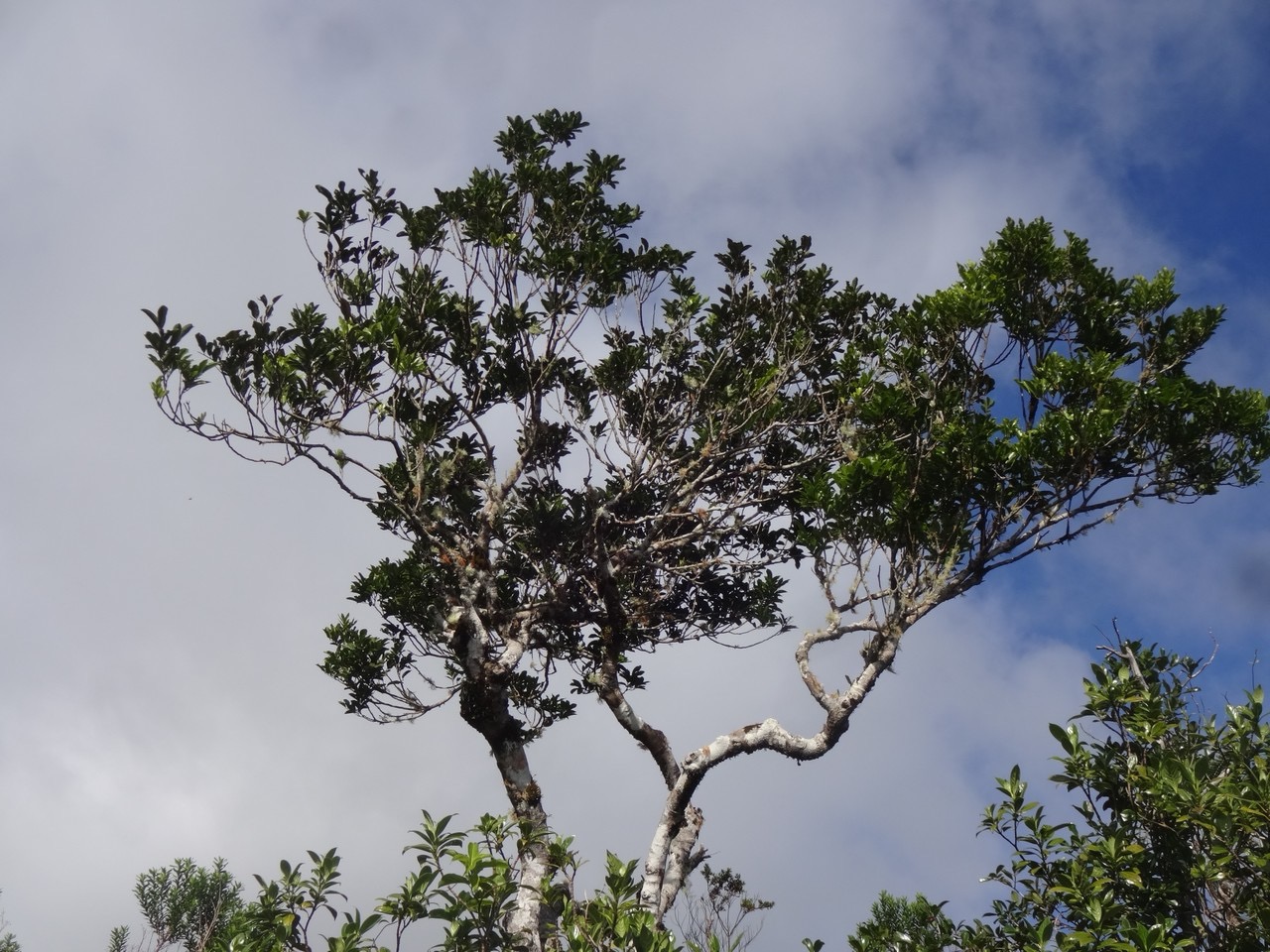 19 1 Molinea alternifolia tan Georges Sapindacee DSC09983.jpg
