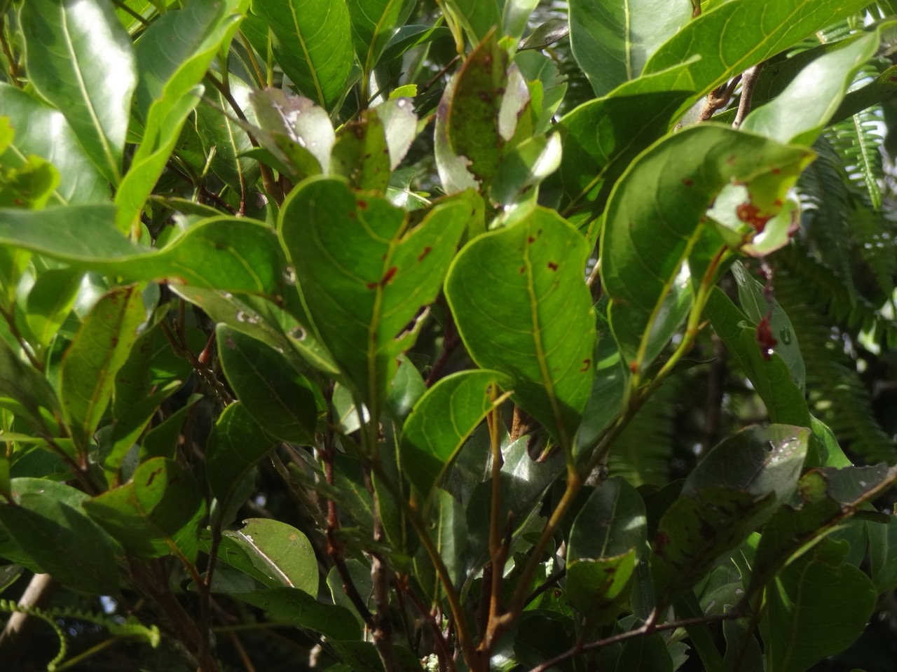 19 4  molinea alternifolia Tan Georges Sapindacee DSC00031.jpg