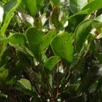 19 4  molinea alternifolia Tan Georges Sapindacee DSC00031.jpg