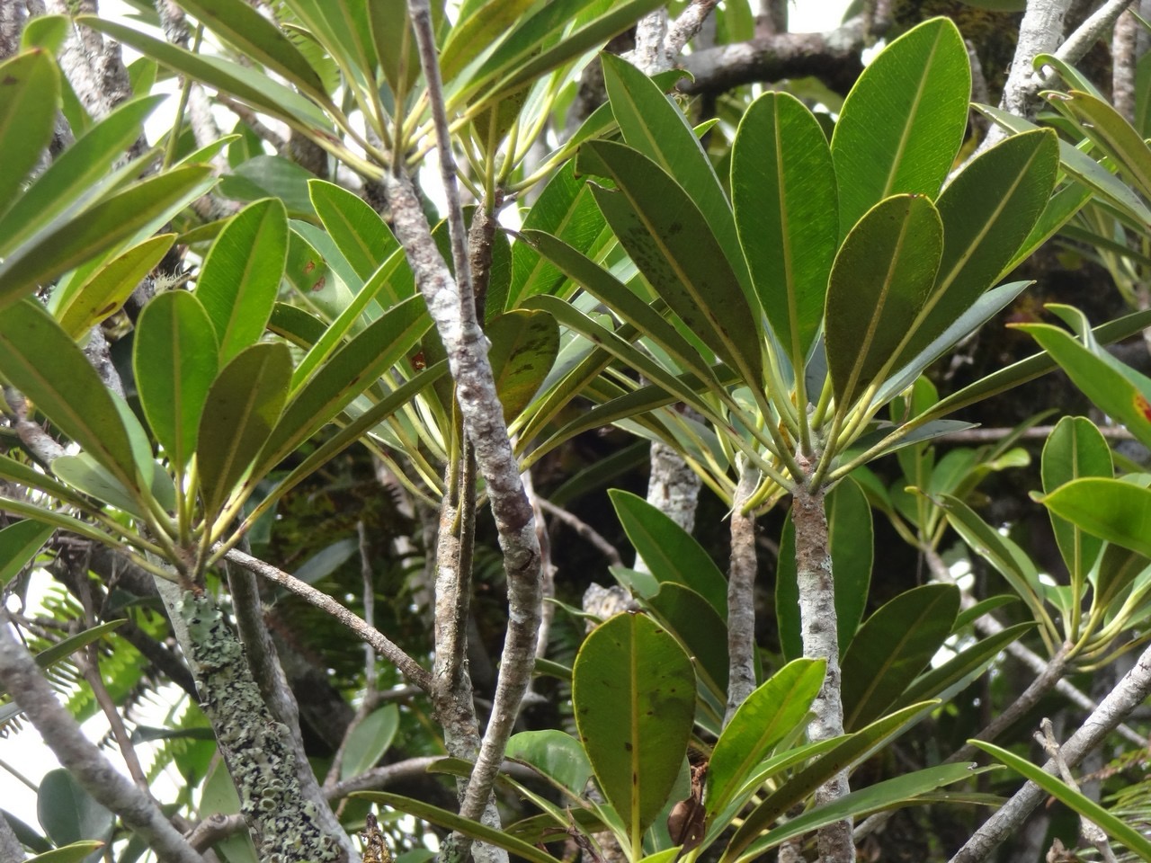 27 2 Labourdonnaisia calophylloides Petit natte Sapotacee DSC00030.jpg