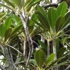 27 2 Labourdonnaisia calophylloides Petit natte Sapotacee DSC00030.jpg