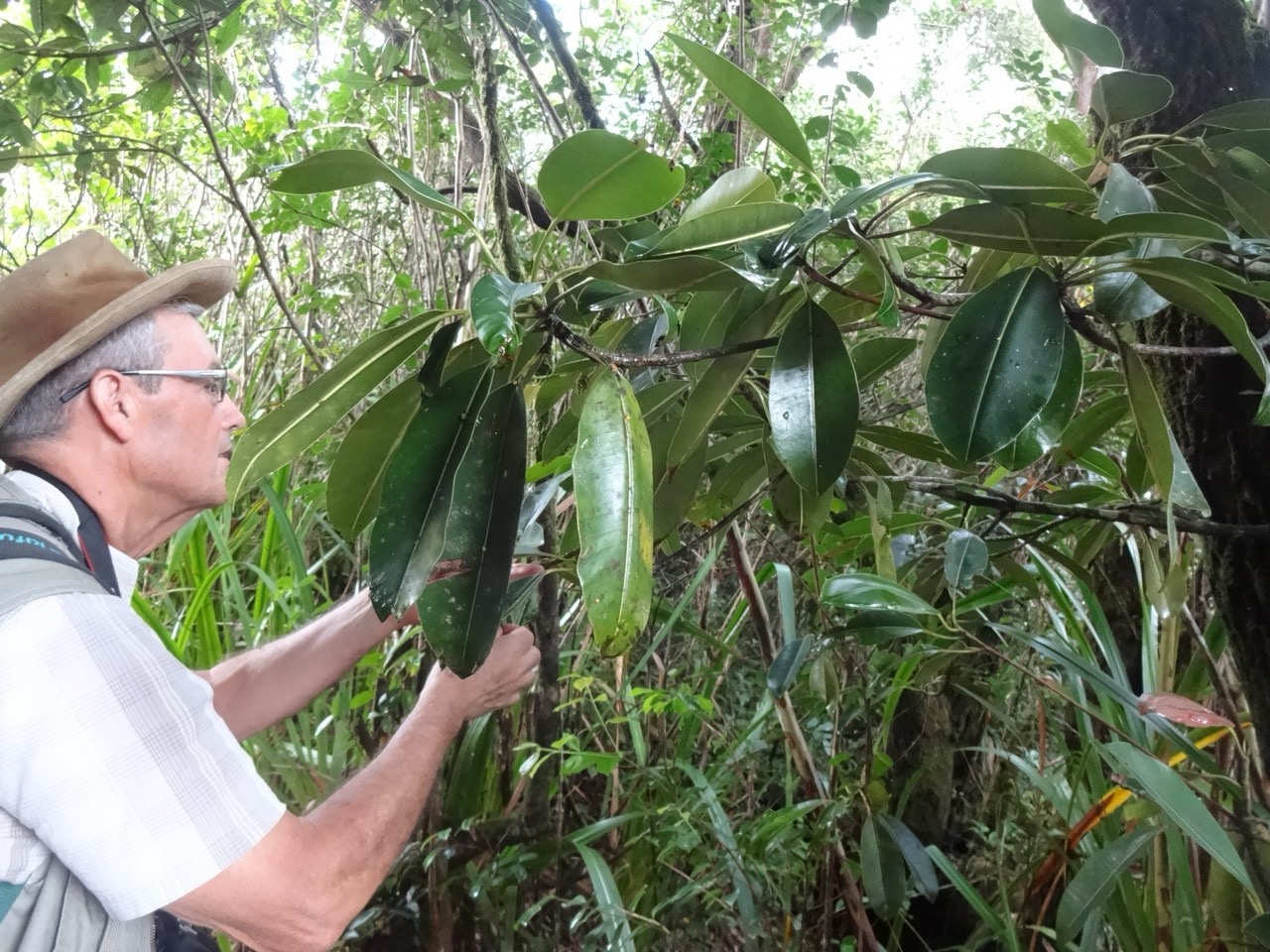 28 1 Mimusops balata Grand Natte sapotacee Feuille tombent.jpg