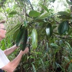 28 1 Mimusops balata Grand Natte sapotacee Feuille tombent.jpg