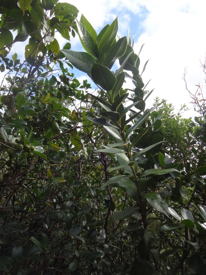 33 1 Melicope obscura Catafaille Feuille lisere jaune  DSC00015.jpg