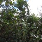 33 1 Melicope obscura Catafaille Feuille lisere jaune  DSC00015.jpg