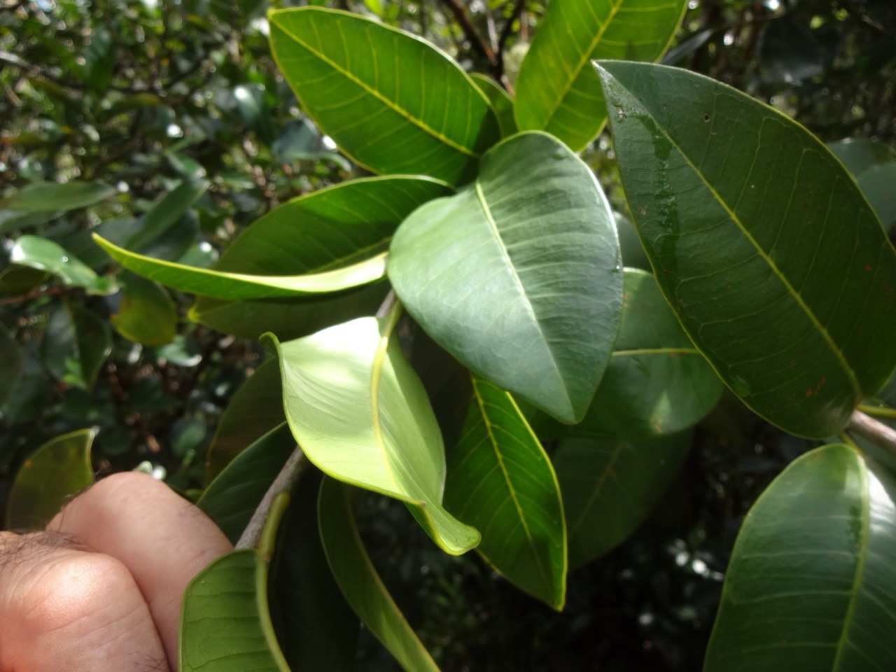 33 2 Melicope obscura Catafaille DSC00014.jpg