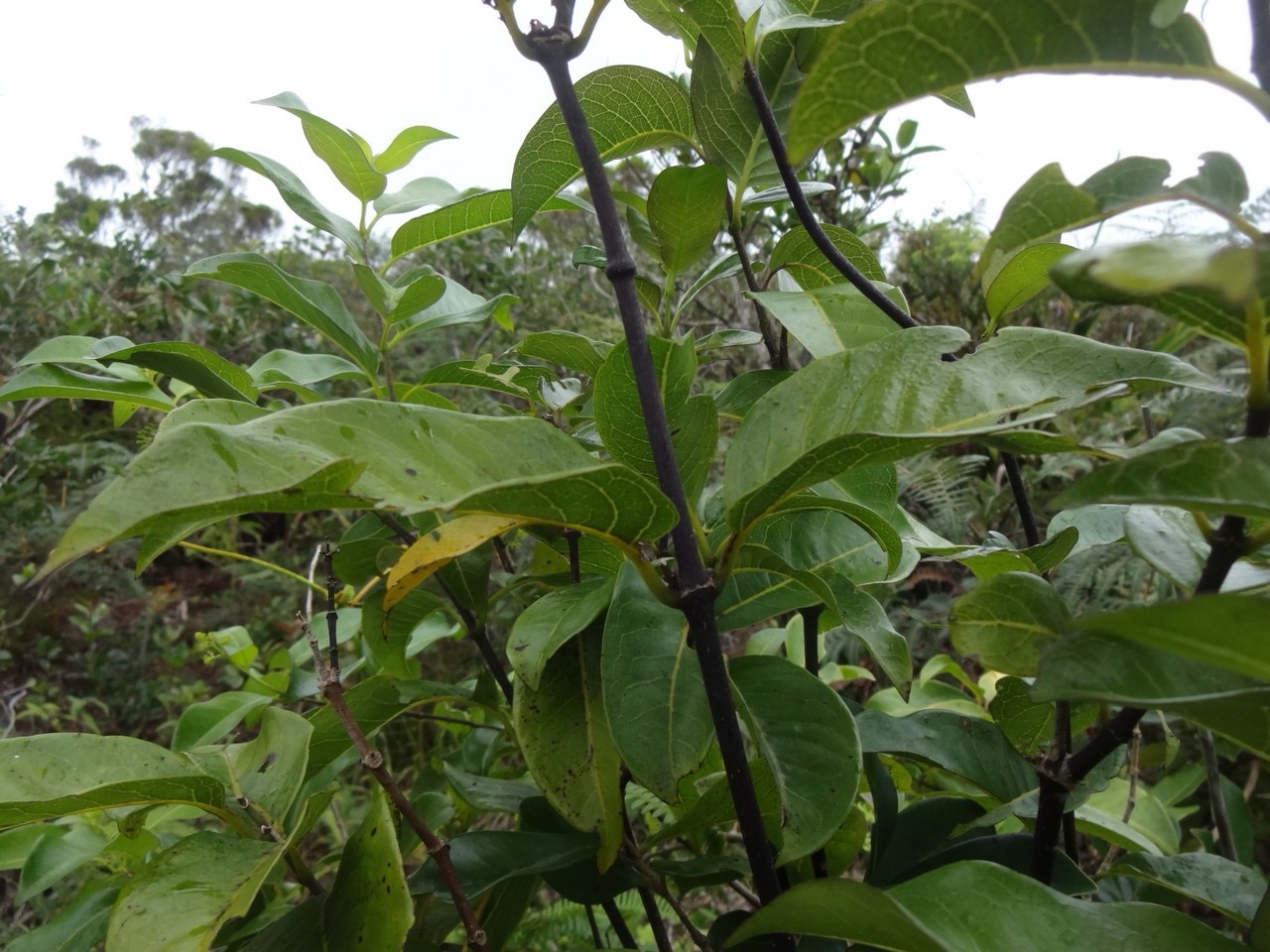 34 2 Danais fragrans Lingue noire Liane jaune Rubiacee r DSC00083.jpg