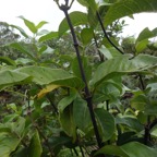 34 2 Danais fragrans Lingue noire Liane jaune Rubiacee r DSC00083.jpg