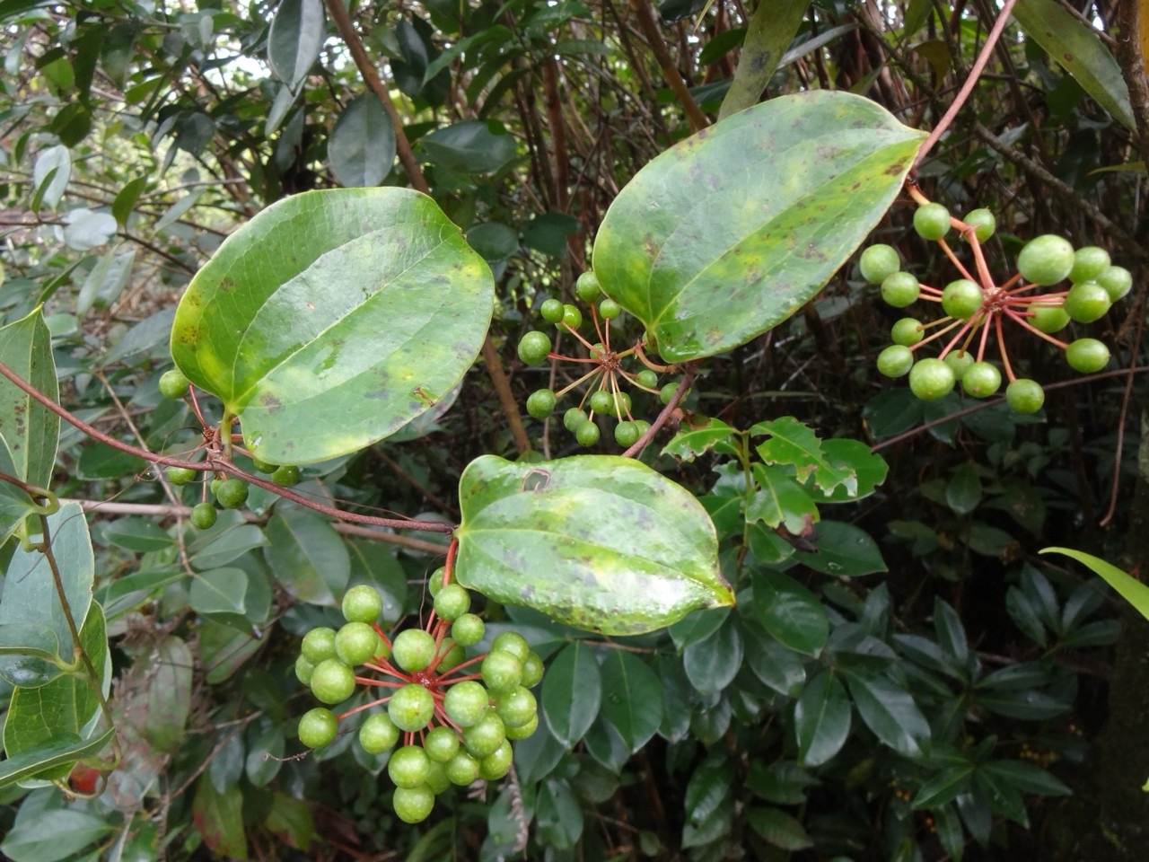 35 1 Smilax Liane  Croc de chien fruits Smilacacee DSC00049.jpg