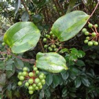 35 1 Smilax Liane  Croc de chien fruits Smilacacee DSC00049.jpg