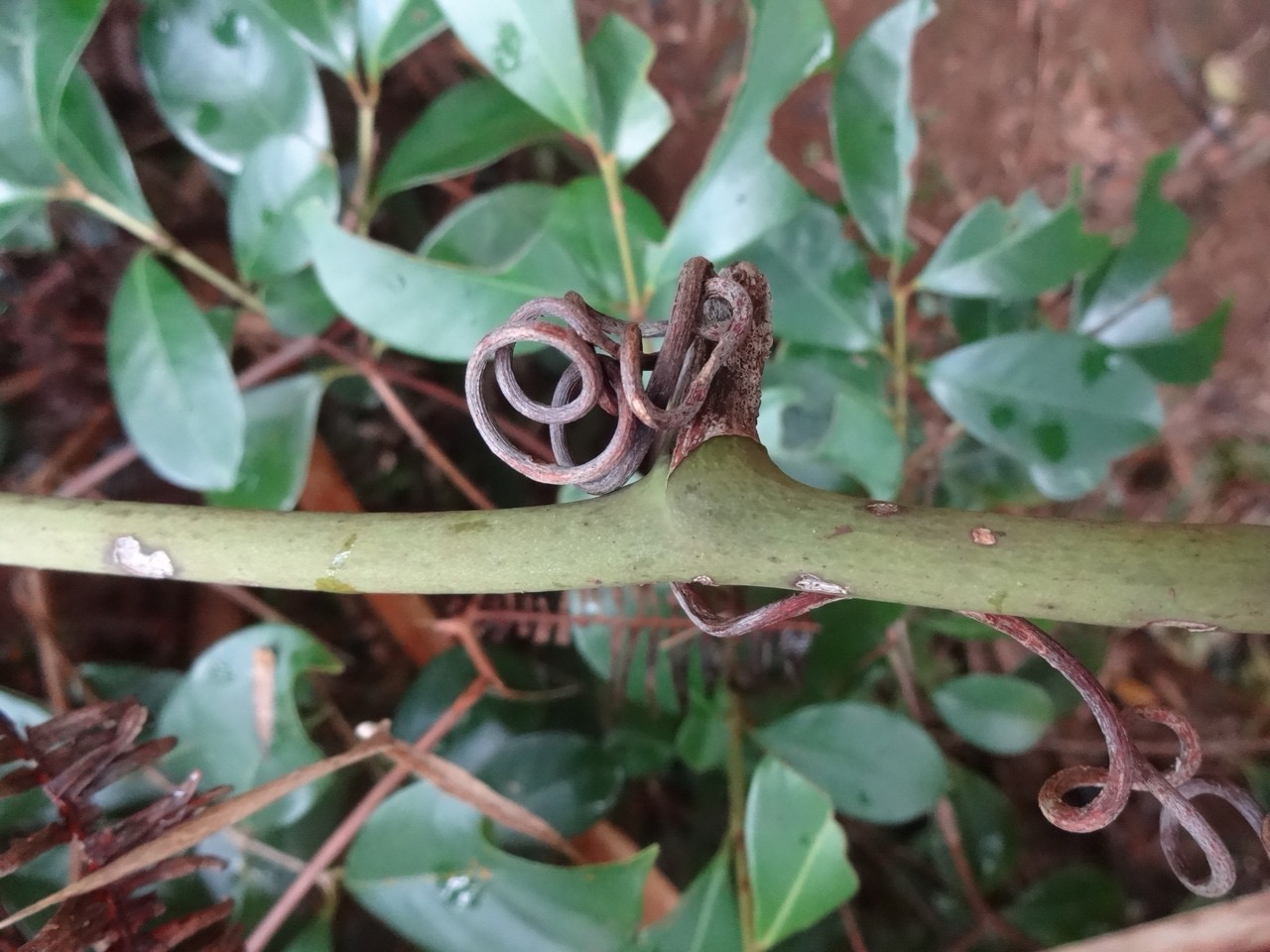 35 2 Smilax Liane croc de chien DSC00034.jpg