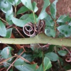 35 2 Smilax Liane croc de chien DSC00034.jpg