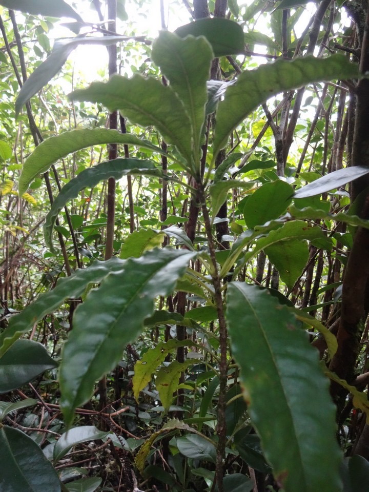 36 1 Pittosporum  Bois de joli coeur Pittosporacee DSC00020.jpg