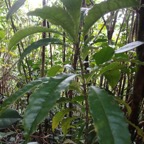 36 1 Pittosporum  Bois de joli coeur Pittosporacee DSC00020.jpg