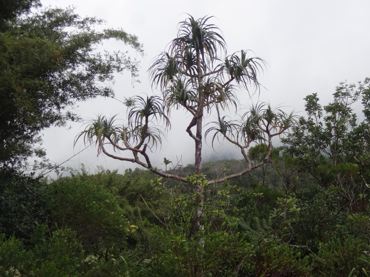 39 1 Pandanus montana vacoa DSC00195.jpg