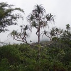 39 1 Pandanus montana vacoa DSC00195.jpg