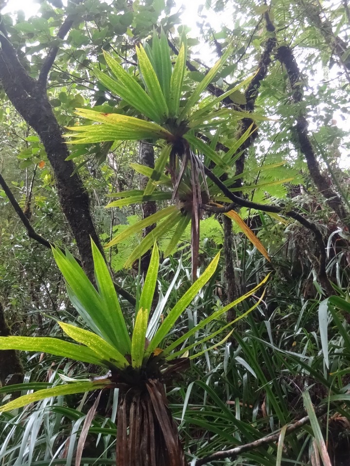 40 Pandanus purpurascens DSC00147.jpg