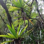 40 Pandanus purpurascens DSC00147.jpg