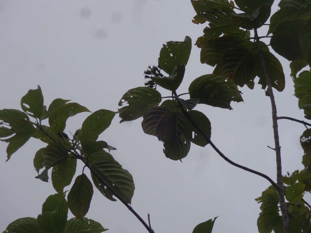 46 2 Mussaenda landia Quinquina pays Rubiacee DSC00068.jpg