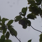 46 2 Mussaenda landia Quinquina pays Rubiacee DSC00068.jpg