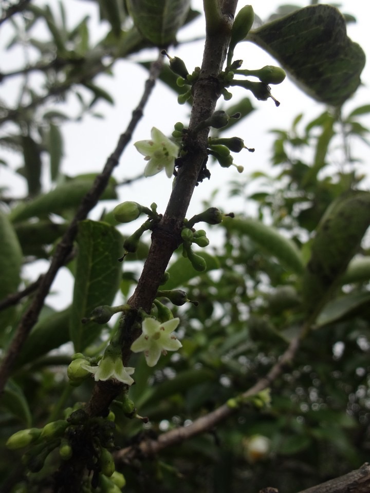 48 4 geniostoma borbonicum Bois de piment Loganiacee Fleurs nDSC00082.jpg
