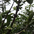 48 4 geniostoma borbonicum Bois de piment Loganiacee Fleurs nDSC00082.jpg