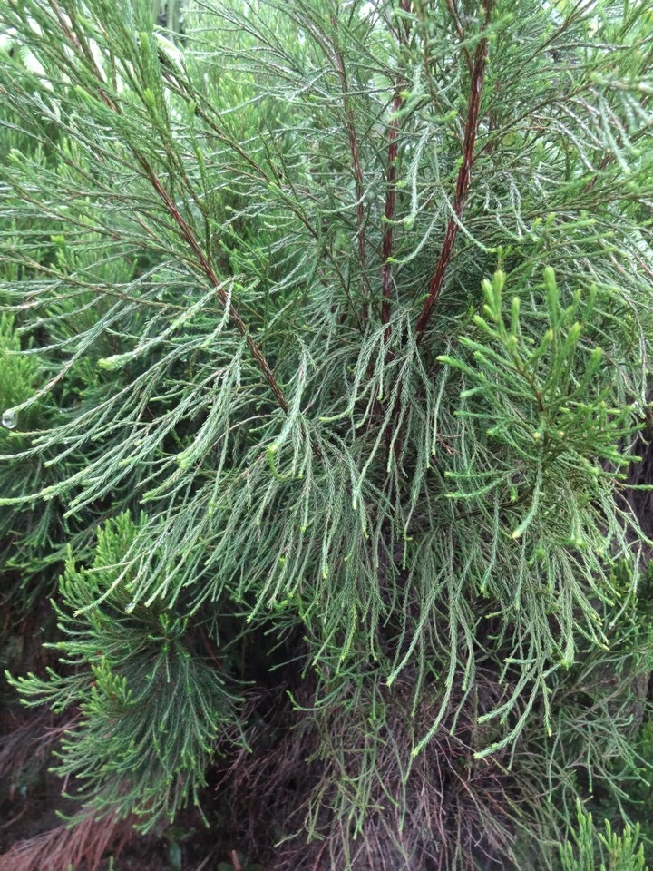 53 1 Erica arborescens Branle filao DSC00091.jpg