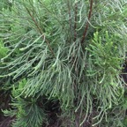 53 1 Erica arborescens Branle filao DSC00091.jpg