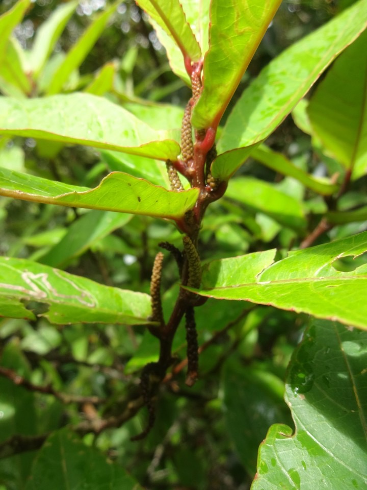 60 3 Acalypha integrifolia Bois de Charles ou de violon Euphorbiacee Inflorescences DSC00133.jpg