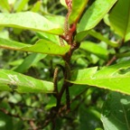 60 3 Acalypha integrifolia Bois de Charles ou de violon Euphorbiacee Inflorescences DSC00133.jpg