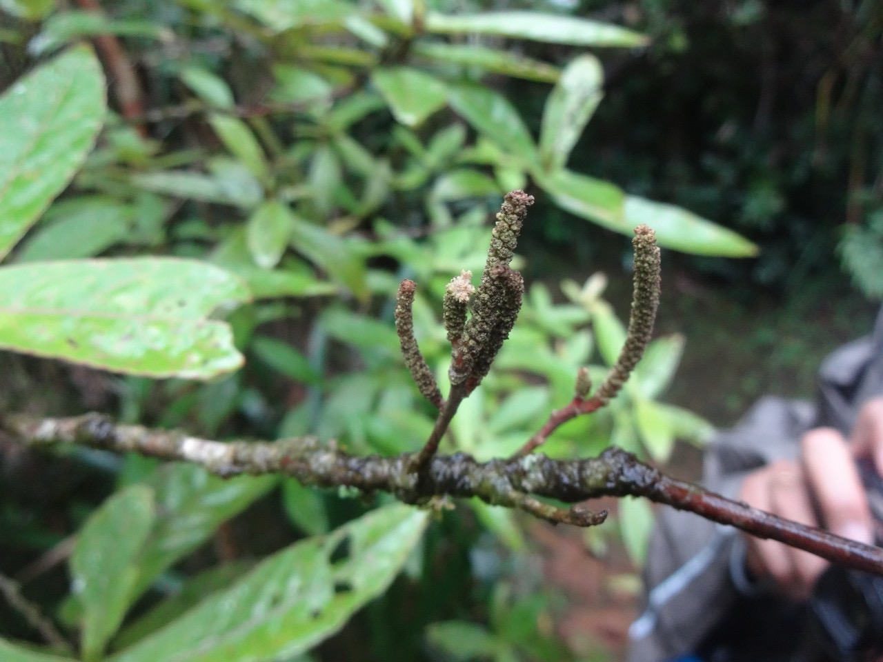 60 4 Acalypha integrifolia Bois de Charles ou de violon Euphorbiacee Fleurs DSC00135.jpg
