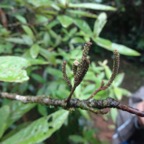 60 4 Acalypha integrifolia Bois de Charles ou de violon Euphorbiacee Fleurs DSC00135.jpg