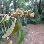 66 2 Cordemoya integrifolia Bois de perroquet Euphorbiacee Fleurs males DSC00163.jpg