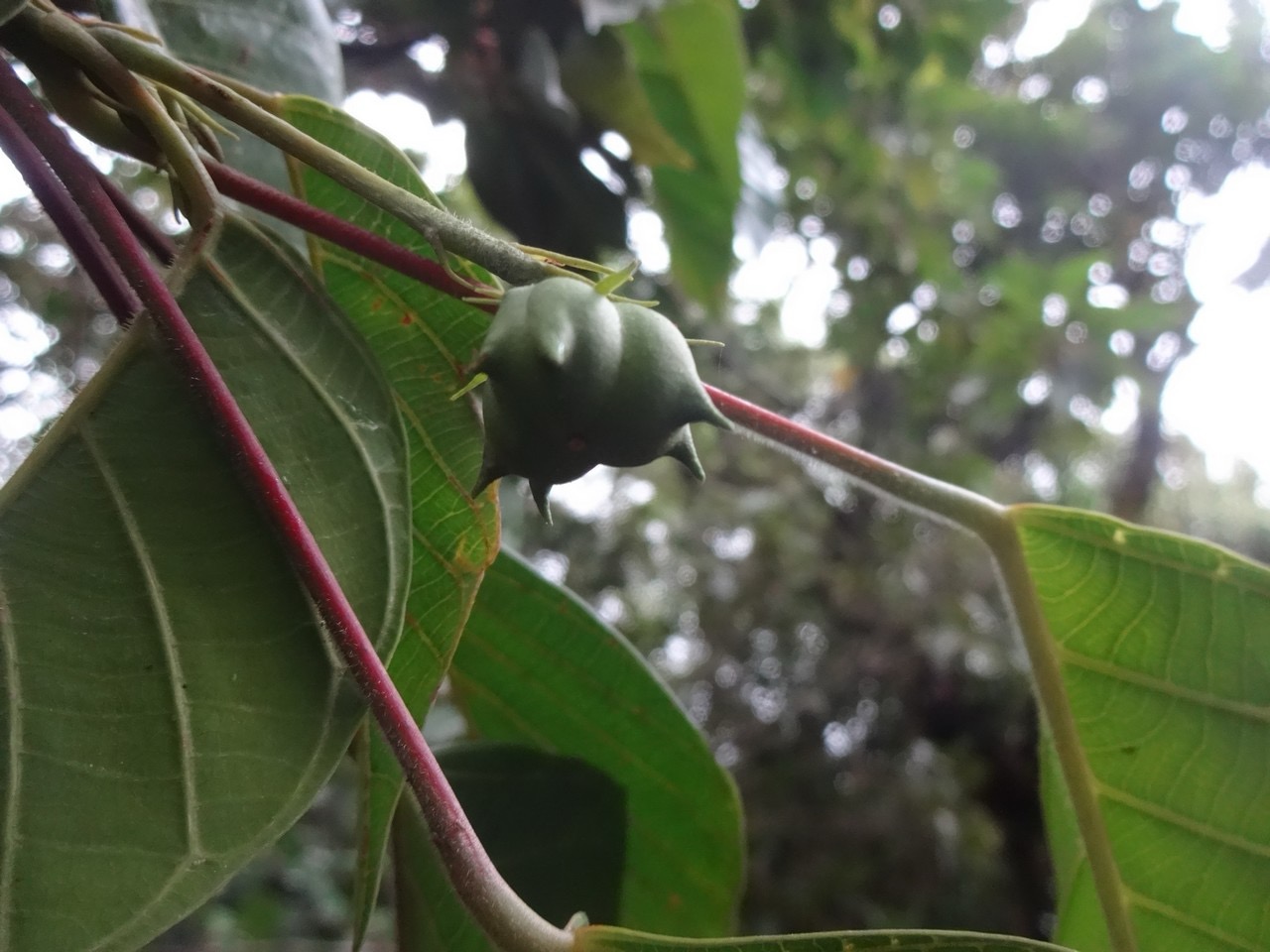 66 4 Cordemoya integrifolia Bois de perroquet Euphorbiacee Fruit tricoque  DSC00167.jpg