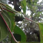 66 4 Cordemoya integrifolia Bois de perroquet Euphorbiacee Fruit tricoque  DSC00167.jpg