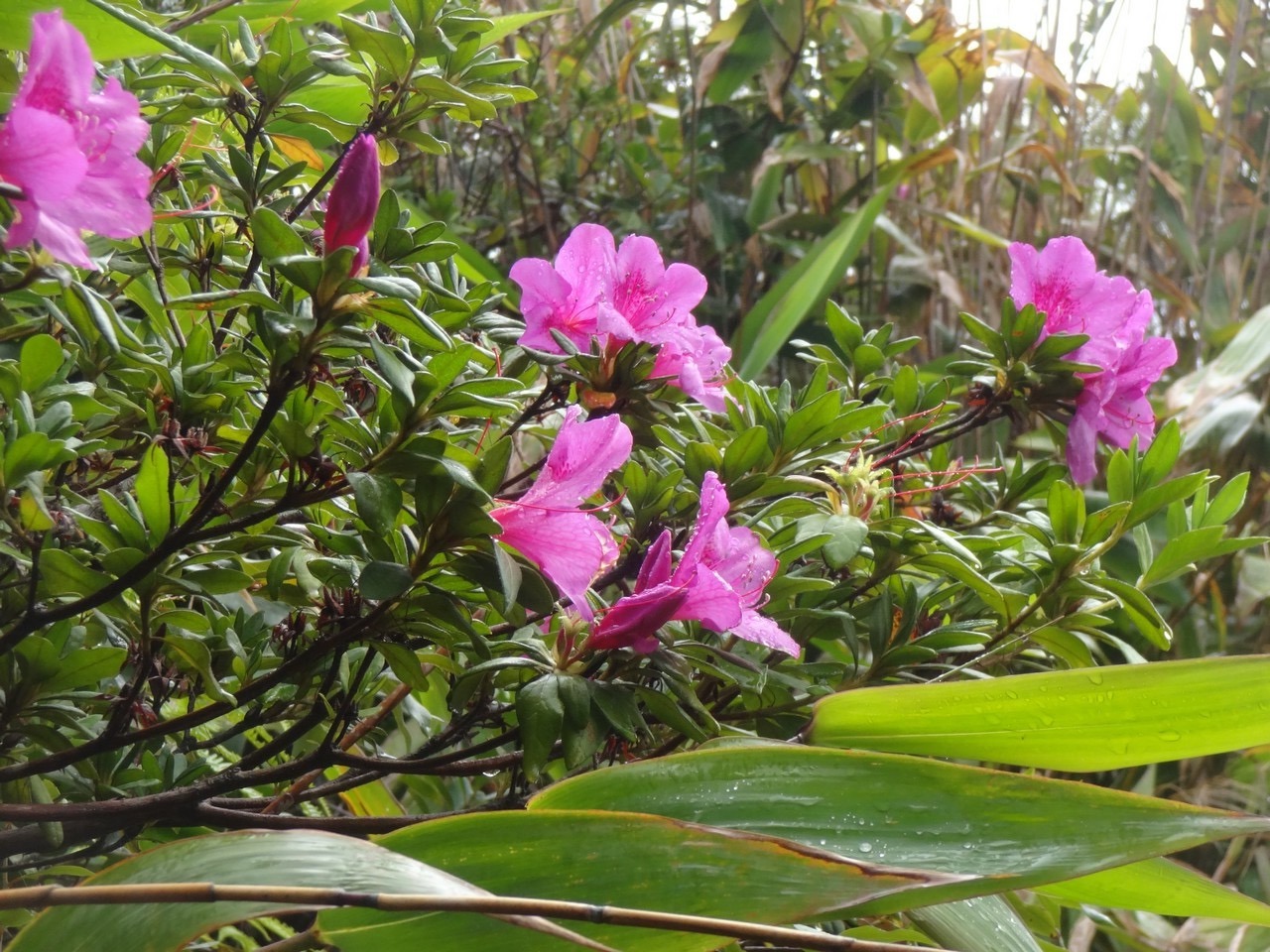 68 2 Azalee DSC00180.jpg