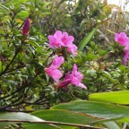 68 2 Azalee DSC00180.jpg