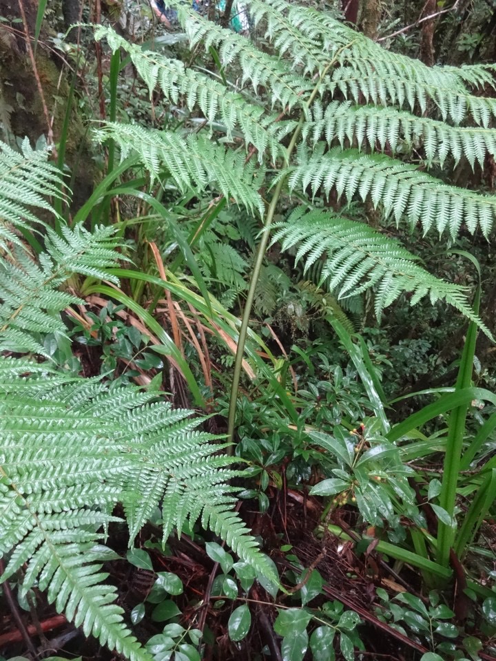 7 4 Cyathea excelsa Fanjan femelle Petiole DSC00148.jpg
