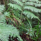 7 4 Cyathea excelsa Fanjan femelle Petiole DSC00148.jpg