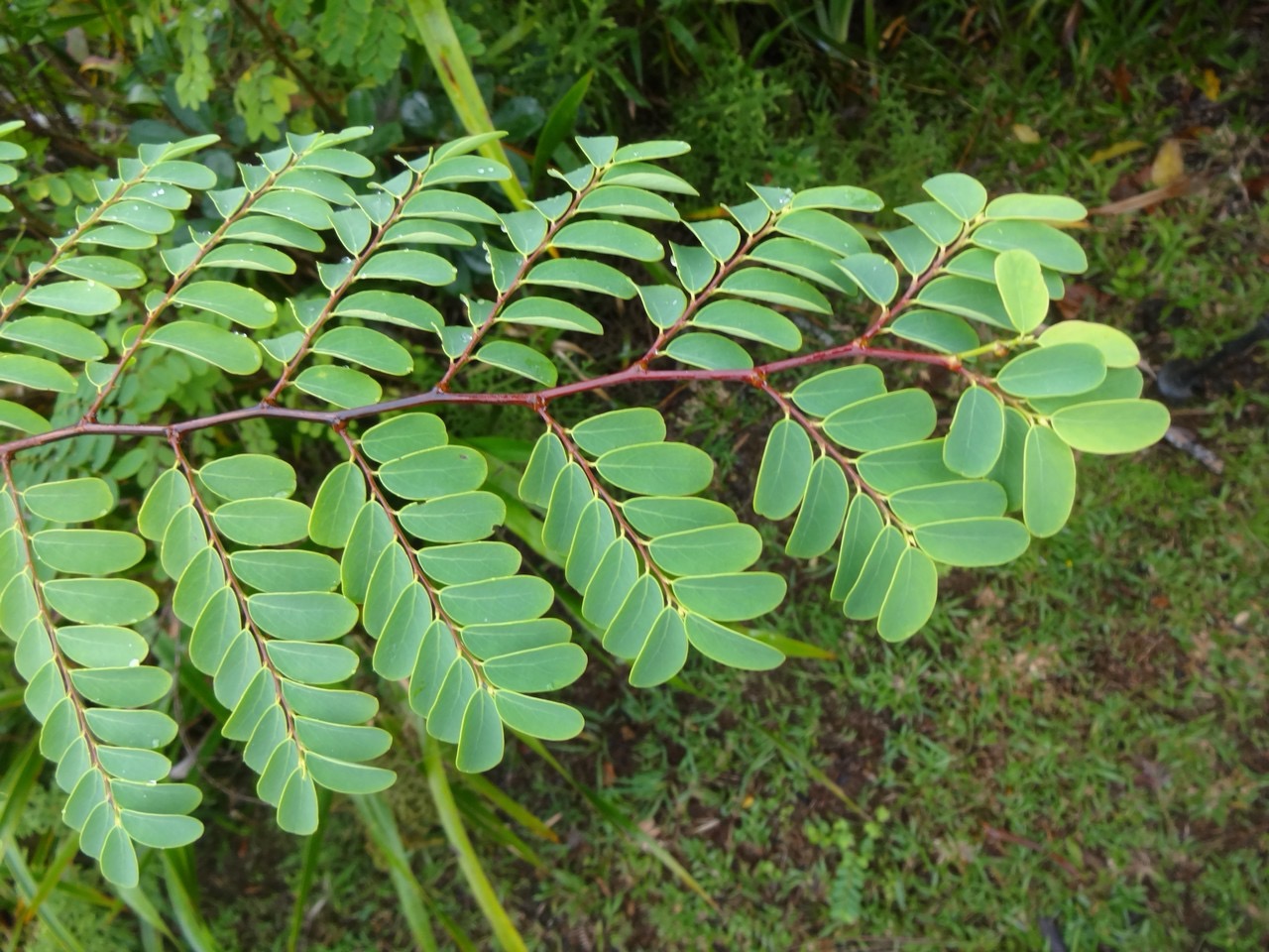 70 3 Peteuse Euphorbiacee DSC00199.jpg