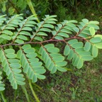 70 3 Peteuse Euphorbiacee DSC00199.jpg