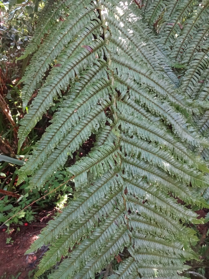 8 Cyathea borbonica fanjan male Cyatheacee DSC09969.jpg