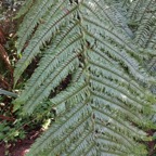 8 Cyathea borbonica fanjan male Cyatheacee DSC09969.jpg
