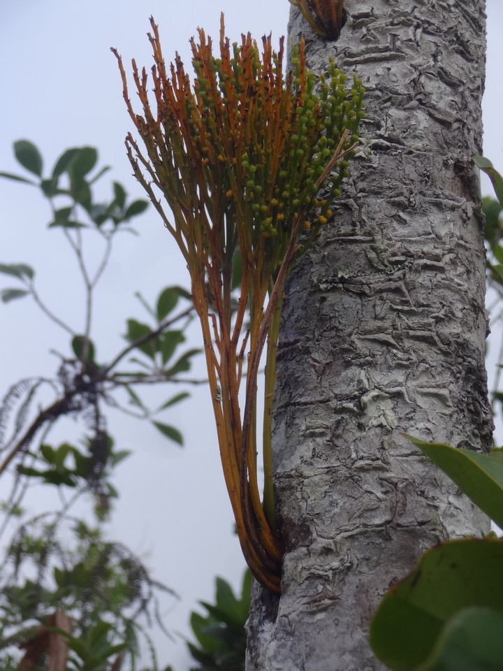 9 3 Psilotum nudum sur Pandanus montanus vacoa DSC00202.jpg