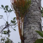 9 3 Psilotum nudum sur Pandanus montanus vacoa DSC00202.jpg