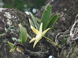 Angraecum - DSC00915
