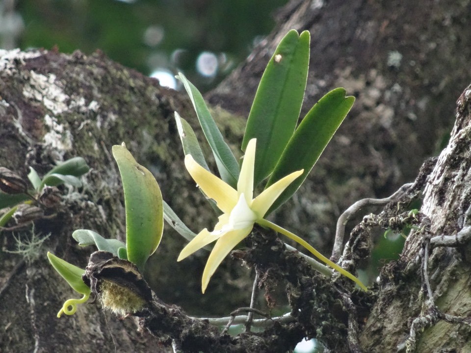 Angraecum - DSC00915